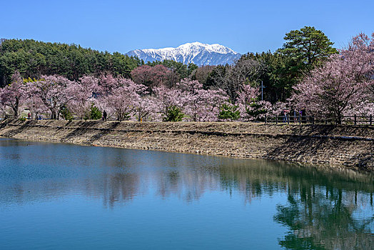 山,樱花,长野,日本