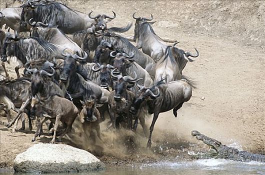 蓝角马,角马,牧群,尝试,马拉河,逃离,饥饿,鳄鱼,马赛马拉国家保护区,肯尼亚