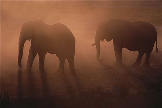 非洲象,一对,剪影,灰尘,纳米比亚
