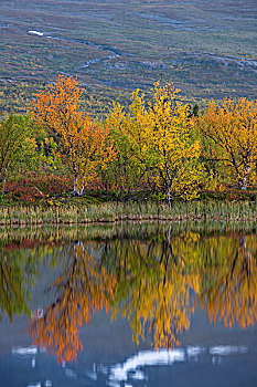 反射,秋天,矮小,桦树,矮桦,国家公园,北博滕省,拉普兰,瑞典,欧洲
