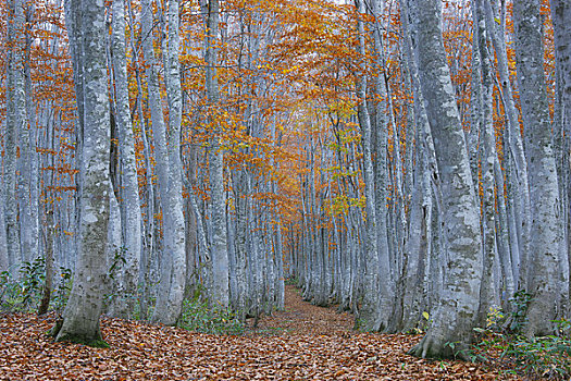 小路,秋天,彩色,山毛榉树
