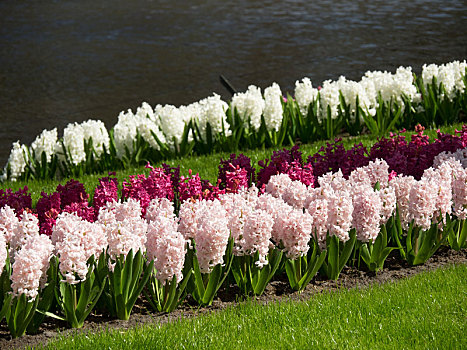 春天,荷兰
