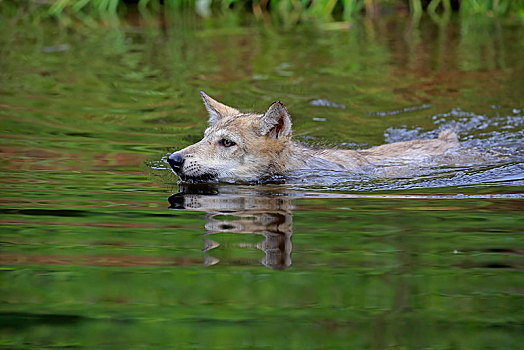 灰狼,狼,小动物,游泳,水中,松树,明尼苏达,美国,北美