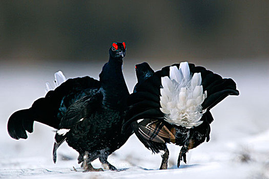 黑琴鸡,展示,波兰