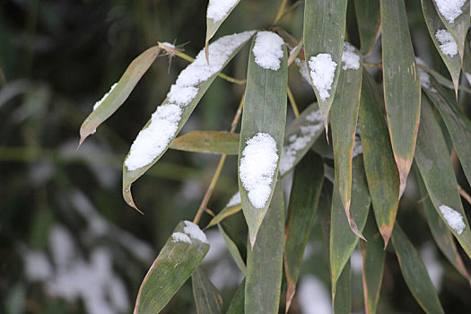 下雪