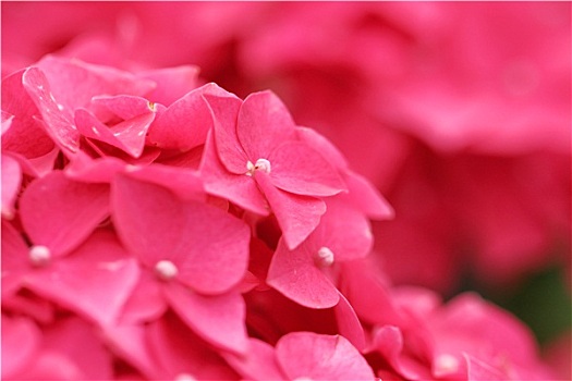 粉色,绣球花