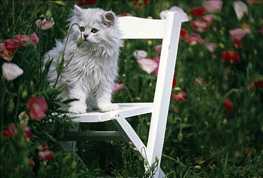 波斯猫,椅子,花园