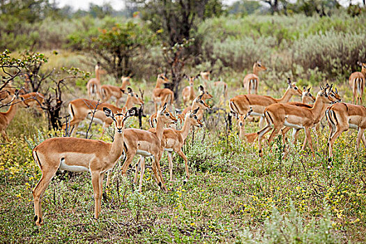 牧群,雌性,黑斑羚,博茨瓦纳,非洲