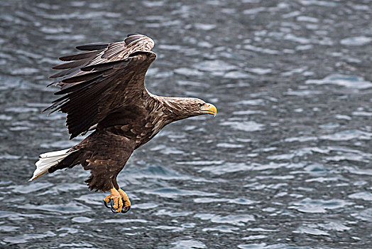 白尾鹰,白尾海雕,飞,猎捕,上方,水,罗弗敦群岛,挪威,欧洲