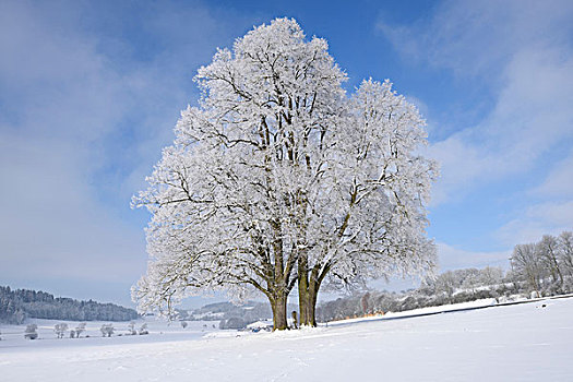 风景,冰冻,银,柠檬,椴树属,树,晴天,冬天,普拉蒂纳特,巴伐利亚,德国