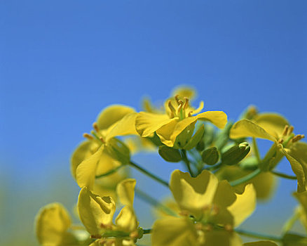 油菜花