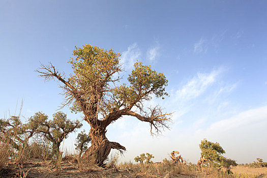新疆和田塔克拉玛干沙漠胡杨树