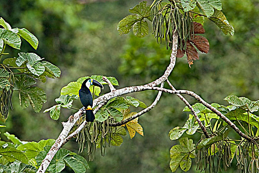栖息,枝条,靠近,河,亚马逊地区,厄瓜多尔
