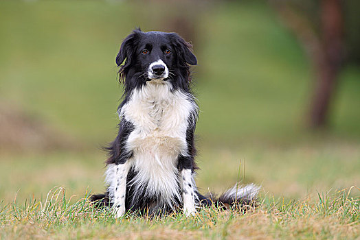 博德牧羊犬,家犬,坐,草坪,德国,欧洲