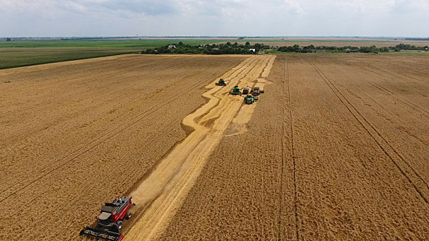 收获,小麦,收割,农业,机械,丰收,谷物,地点