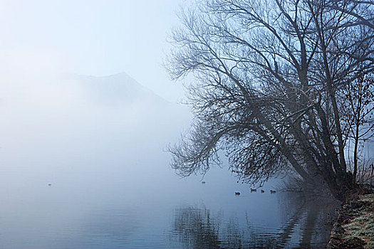 晨雾,月亮湖地区,湖,区域,萨尔茨卡莫古特,上奥地利州,奥地利,欧洲