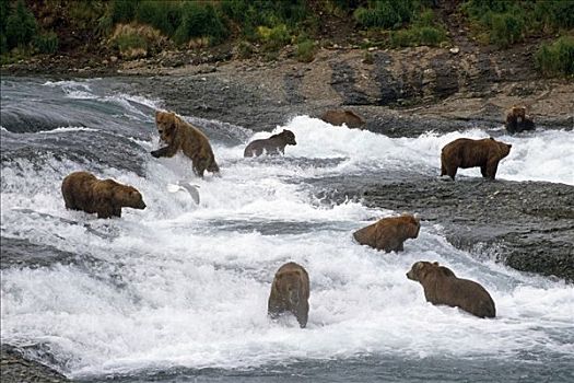棕熊,捕鱼,河,麦克尼尔河州立禁猎区