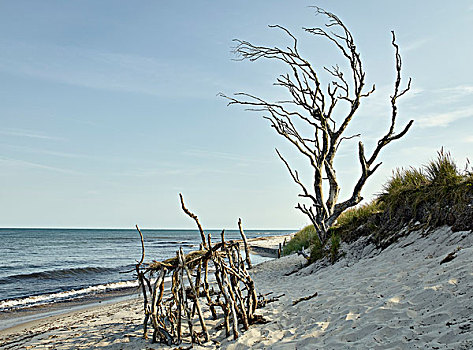 枯木,海滩