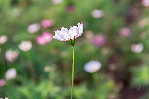 鲜花