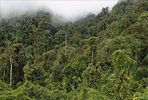 雨林,克钦邦,缅甸