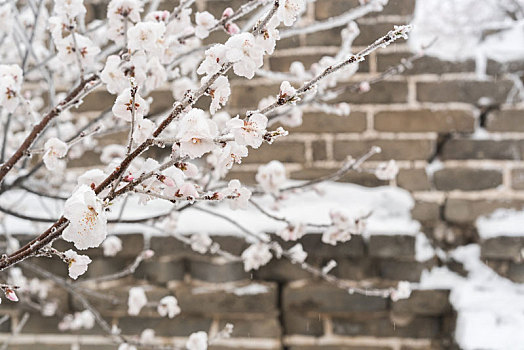 长城冰雪桃花