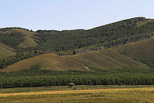 内蒙古草原牛群