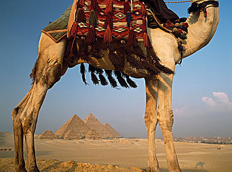 看,骆驼,吉萨金字塔