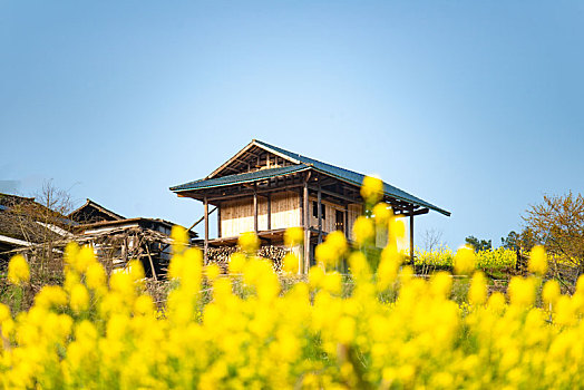 湖南湘西油菜花田