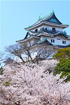 和歌山,城堡,樱花