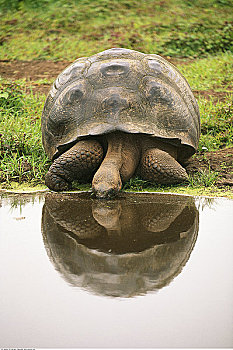 巨龟,加拉帕戈斯群岛