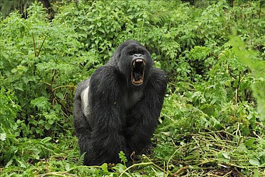 山地大猩猩,大猩猩,银背大猩猩,展示,火山国家公园,卢旺达