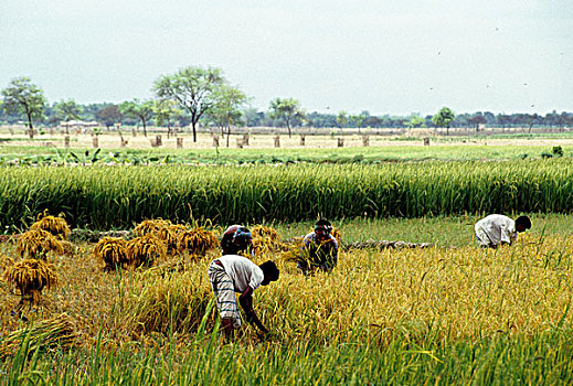 男人,丰收,稻田,孟加拉