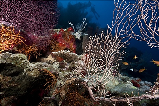 海洋,珊瑚,蓑鲉