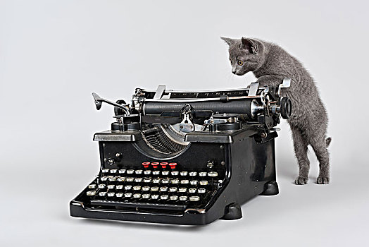 俄罗斯,蓝色,猫,星期,老,小猫,打字机