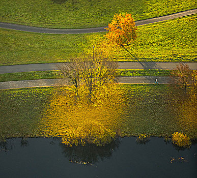 落叶树,秋天,鲁尔区,北莱茵威斯特伐利亚,德国