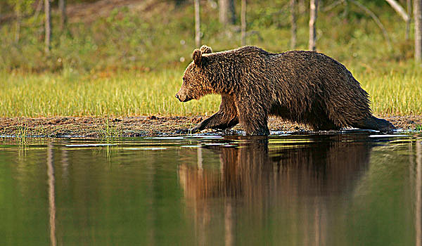 褐色,熊,芬兰,欧洲