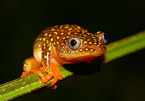 芦苇,青蛙,马达加斯加,非洲