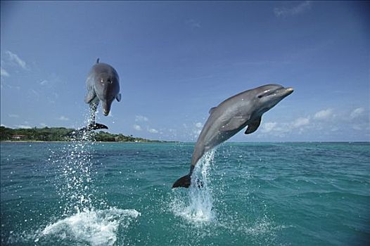 宽吻海豚,一对,跳跃,洪都拉斯,中美洲