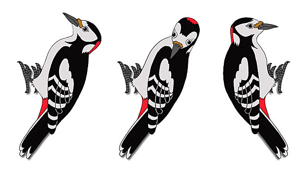 啄木鸟,图像,隔绝,白色背景,背景