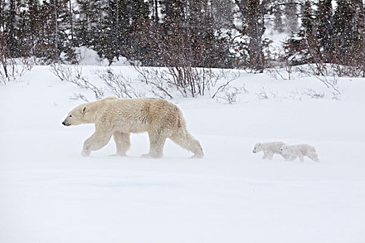 北极熊,母兽,幼兽,走,雪中,瓦普斯克国家公园,曼尼托巴,加拿大