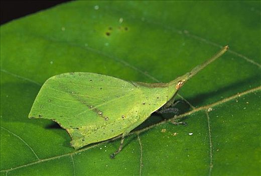 蝗虫,保护色,叶子,京那巴鲁山,国家公园,沙巴,婆罗洲,马来西亚