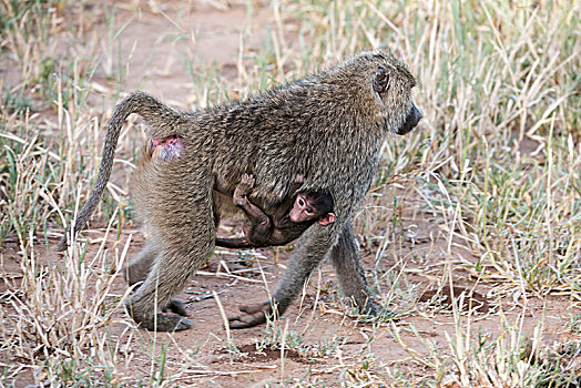 雌性,东非狒狒,幼仔,腹部,走,草,塔兰吉雷国家公园,坦桑尼亚