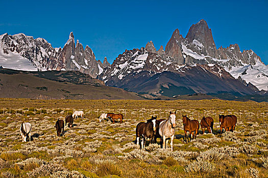 家养马,马,多,攀升,菲茨罗伊,后面,洛斯格拉希亚雷斯国家公园,巴塔哥尼亚,阿根廷