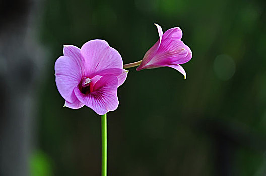 紫色,兰花
