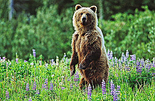 站立,大灰熊,北方,不列颠哥伦比亚省,加拿大