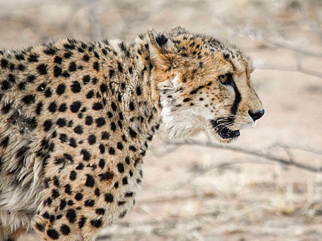 印度豹,纳米比亚