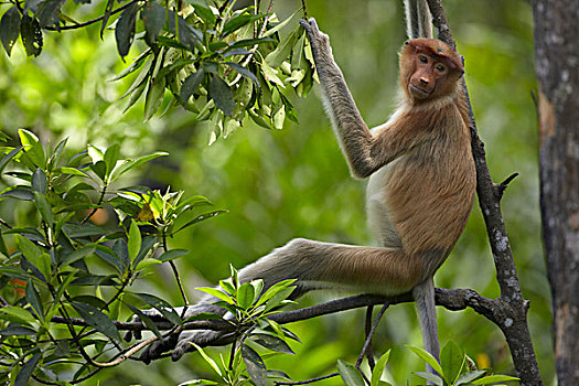 喙,猴子,幼小,沙巴,婆罗洲,马来西亚