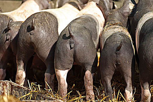 家猪,猪,小猪,臀部,尾部,德国,欧洲