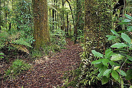 灌木,自然保护区,国家公园,靠近,北岛,新西兰