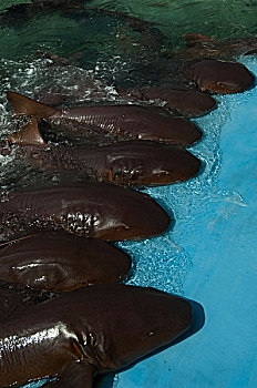 鲨鱼,水族箱,卡塔赫纳,省,哥伦比亚